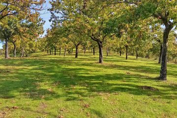 XXIII Jornadas Técnicas do Castanheiro